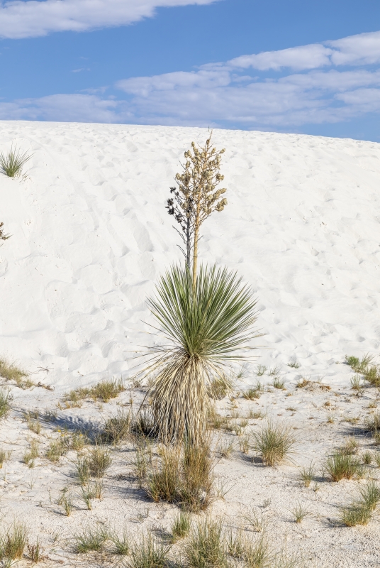 White Sands NM 2023